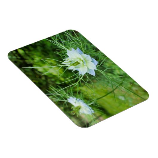 Kornblume Magnet (Rechte Seite)