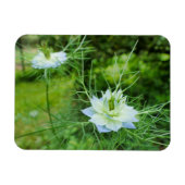 Kornblume Magnet (Horizontal)