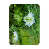 Kornblume Magnet (Vertikal)