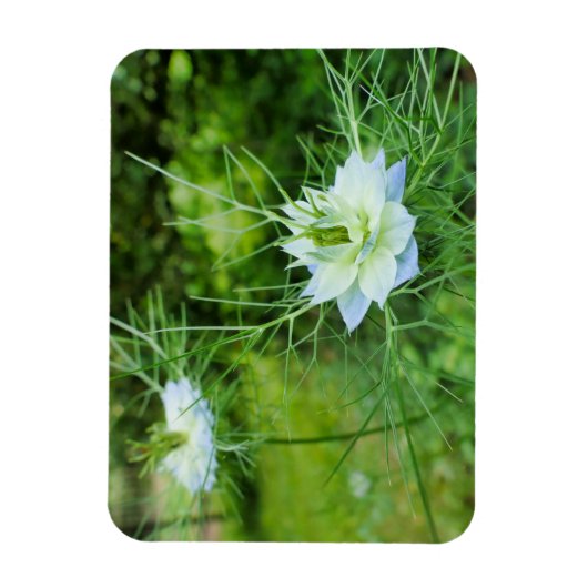 Kornblume Magnet (Vertikal)