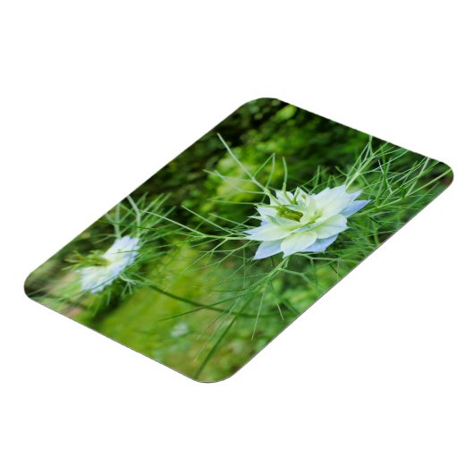 Kornblume Magnet (Linke Seite)