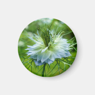 Kornblume Magnet