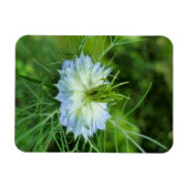 Kornblume Magnet (Horizontal)