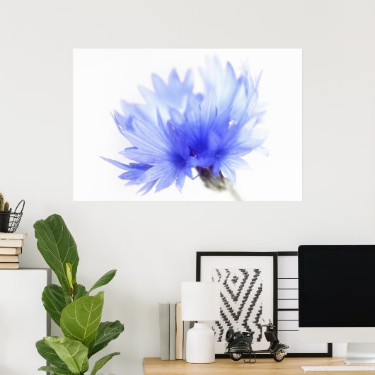 Kornblume nah poster (Heimbüro)