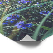 Kornblume Poster (Ecke)