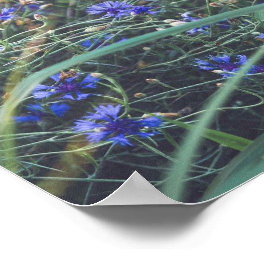 Kornblume Poster (Ecke)