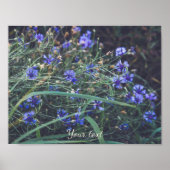 Kornblume Poster (Vorne)