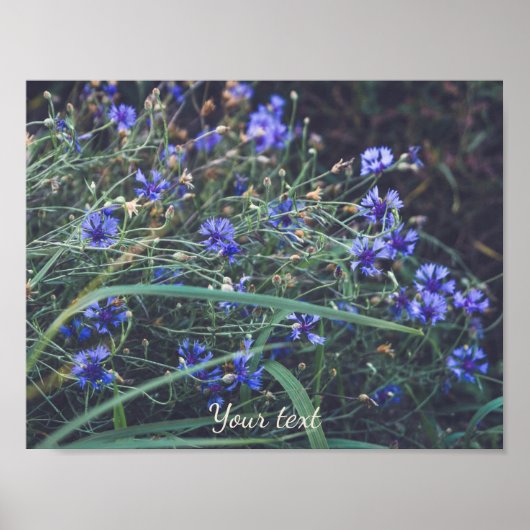 Kornblume Poster (Vorne)