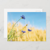 Kornblume Postkarte (Vorne/Hinten)