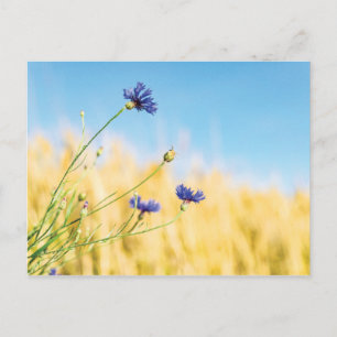 Kornblume Postkarte