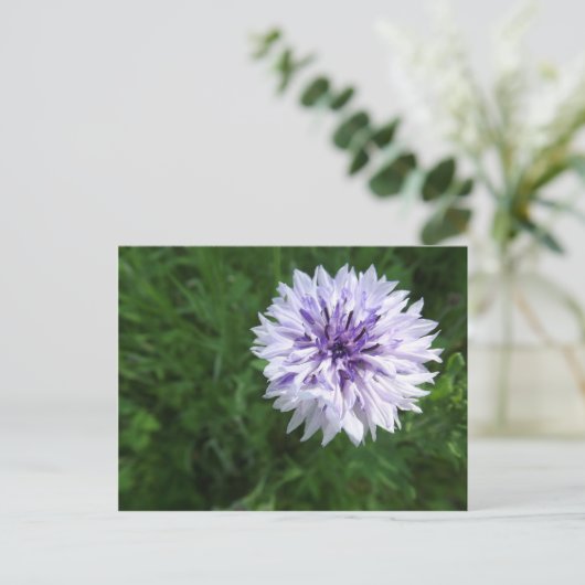 Kornblume Postkarte (Stehend Vorderseite)