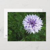Kornblume Postkarte (Vorne/Hinten)