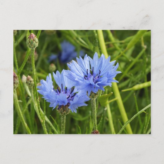 Kornblume Postkarte (Vorderseite)