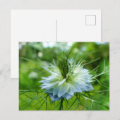 Kornblume Postkarte (Vorne/Hinten)