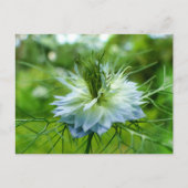 Kornblume Postkarte (Vorderseite)