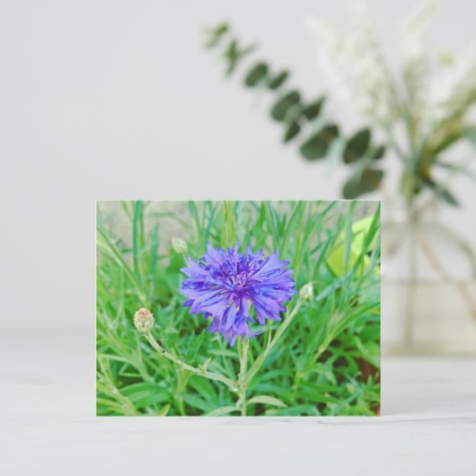 Kornblume Postkarte (Stehend Vorderseite)