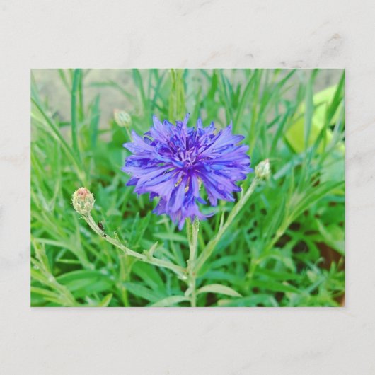 Kornblume Postkarte (Vorderseite)