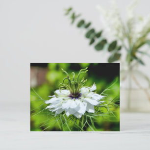 Kornblume Postkarte