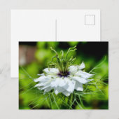 Kornblume Postkarte (Vorne/Hinten)