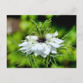 Kornblume Postkarte (Vorderseite)
