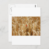 Kornblume Postkarte (Vorne/Hinten)