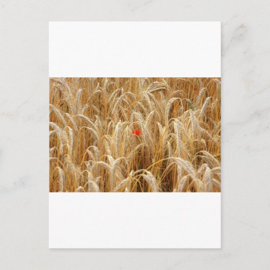 Kornblume Postkarte (Vorderseite)