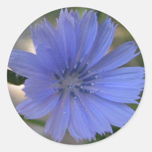 Kornblume Runder Aufkleber (Vorderseite)