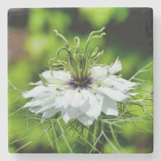 Kornblume Steinuntersetzer (Vorderseite)