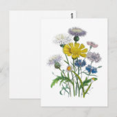 Kornblumen Postkarte (Vorne/Hinten)