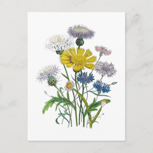 Kornblumen Postkarte (Vorderseite)