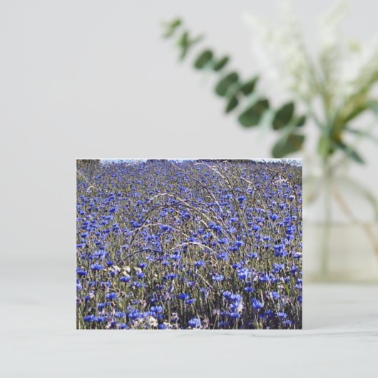 Kornblumen Postkarte (Stehend Vorderseite)