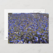 Kornblumen Postkarte (Vorne/Hinten)