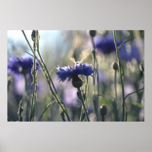 Kornblumen Sommerabend Wiese Poster