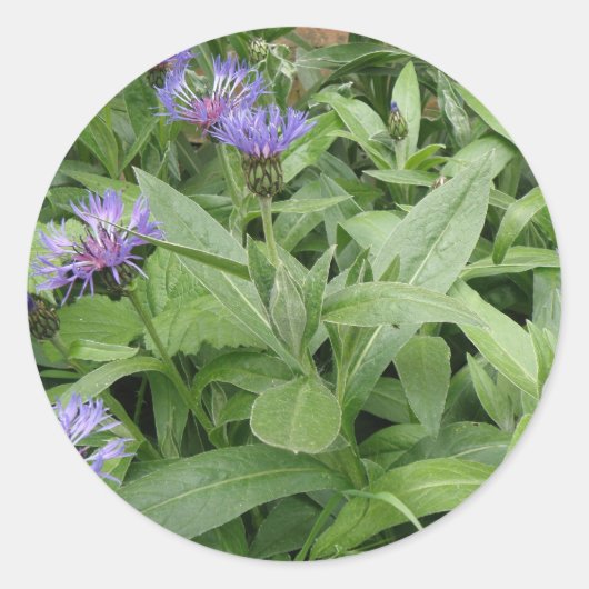 Kornblumenaufkleber Runder Aufkleber (Vorderseite)