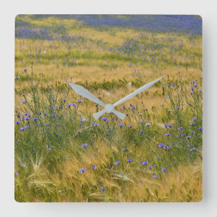 Kornblumenfeld       quadratische wanduhr