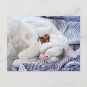 Kornelf mit Katze Postkarte