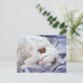 Kornelf mit Katze Postkarte (Stehend Vorderseite)