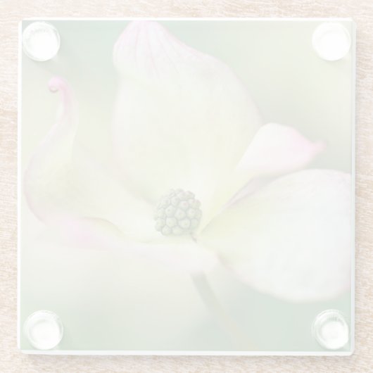 Kornelkirsche Kousa der Hartriegel-Blüten-| Glasuntersetzer (Rückseite)