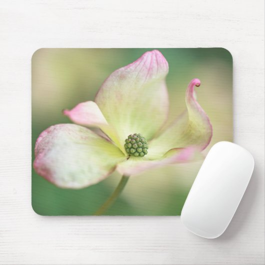 Kornelkirsche Kousa der Hartriegel-Blüten-| Mousepad (Mit Mouse)