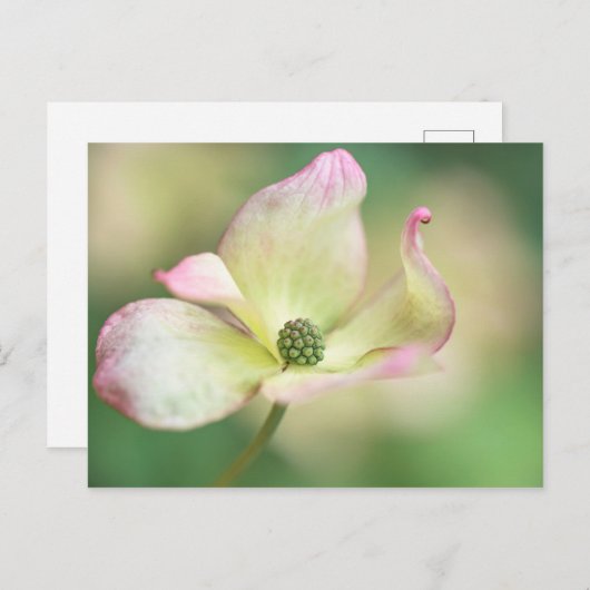 Kornelkirsche Kousa der Hartriegel-Blüten-| Postkarte (Vorne/Hinten)