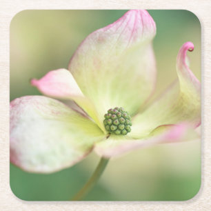 Kornelkirsche Kousa der Hartriegel-Blüten-  Rechteckiger Pappuntersetzer