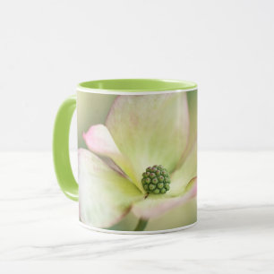 Kornelkirsche Kousa der Hartriegel-Blüten- Tasse