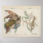 Körner | Charlotte Mary Yonge Poster (Vorne)