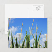 Kornfeld Postkarte (Vorne/Hinten)