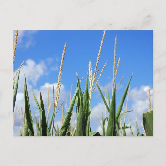 Kornfeld Postkarte (Vorderseite)