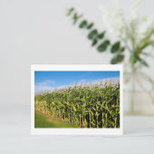 Kornfeld und Himmel Postkarte (Stehend Vorderseite)