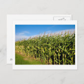Kornfeld und Himmel Postkarte (Vorne/Hinten)