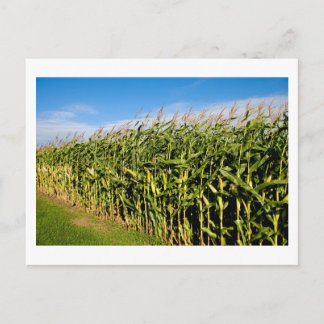 Kornfeld und Himmel Postkarte