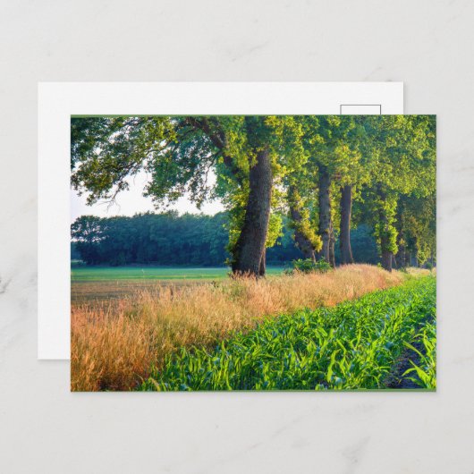Kornfeldrand Postkarte (Vorne/Hinten)
