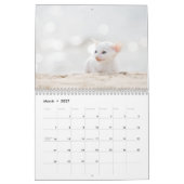 Kornischer Rex Kätzchenkalender Kalender (Mär 2027)